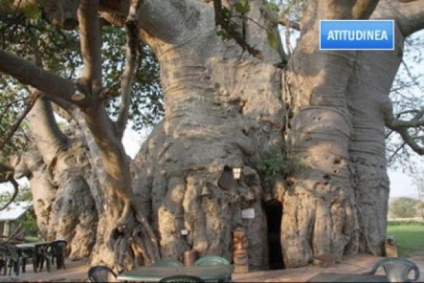 Atitudinea: Ai bea o bere într-un sicriu sau în trunchiul unui baobab?
